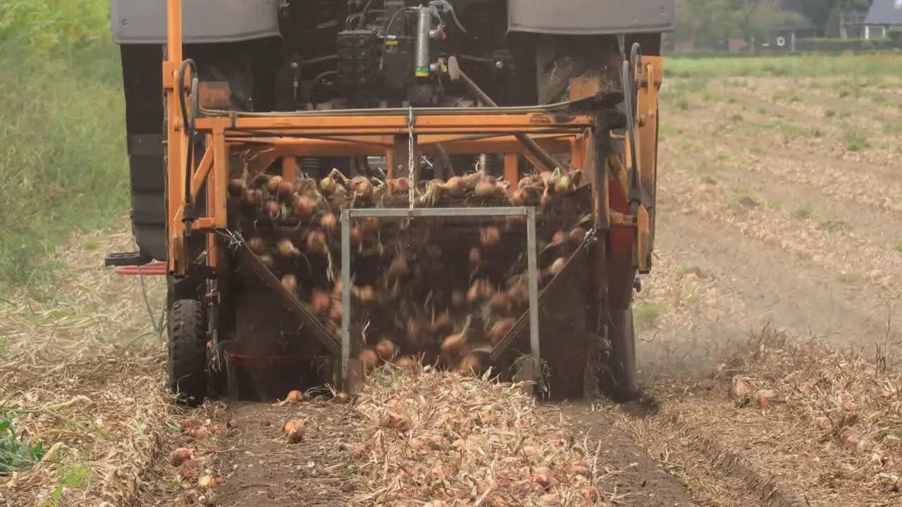 Grubbing machine behind a tractor picking onions from the soil and laying the crop in a straight line ready for harvest