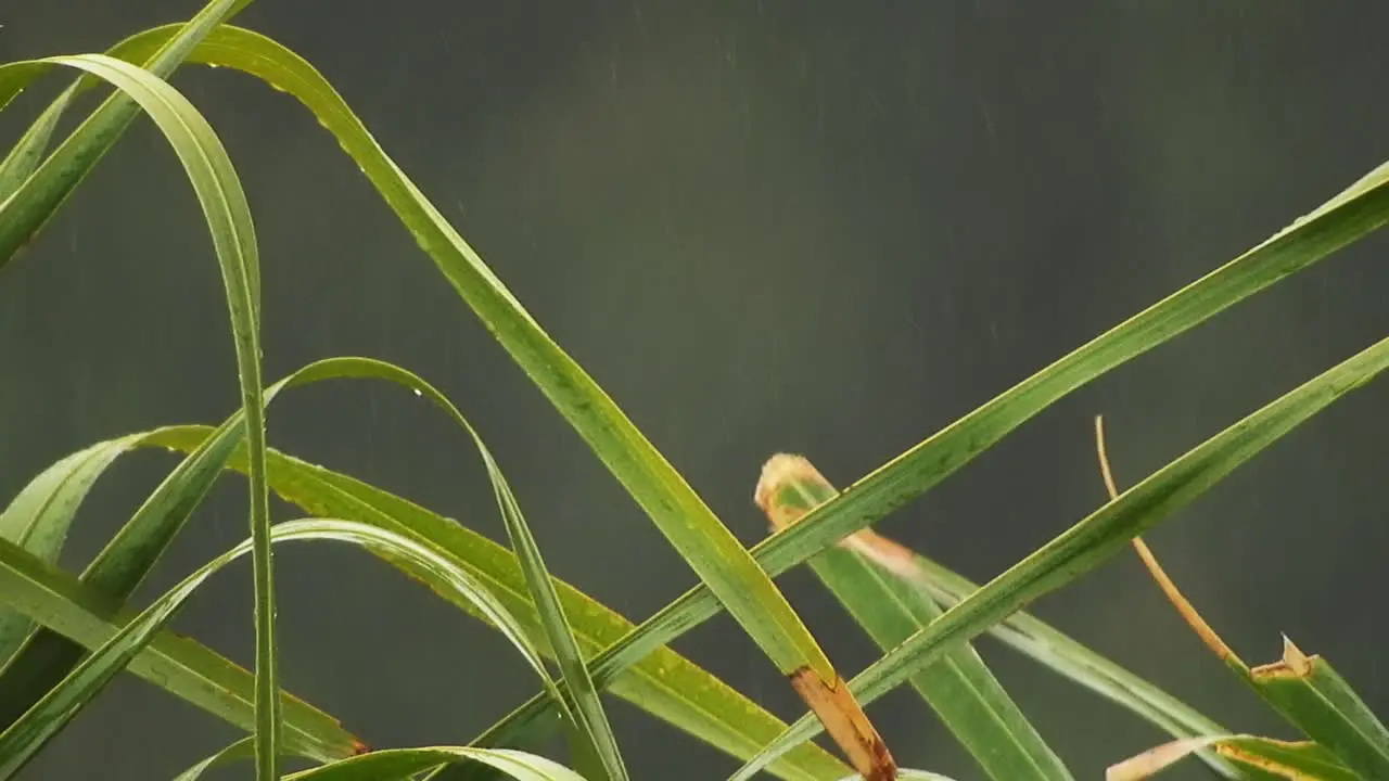 Arecaceae palm tree leaves swaying with background bokeh blur and falling rain drops