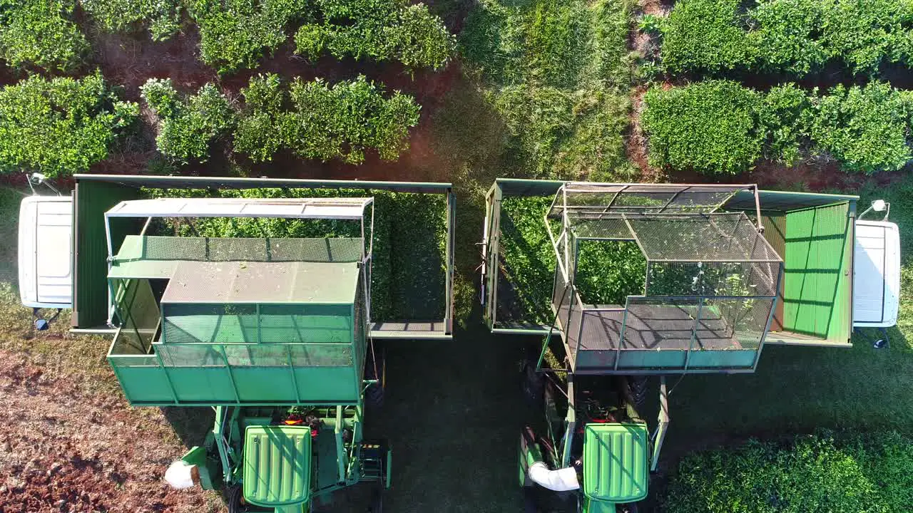 Aerial view of machinery that has just harvested green tea leaves and is unloading them onto trucks