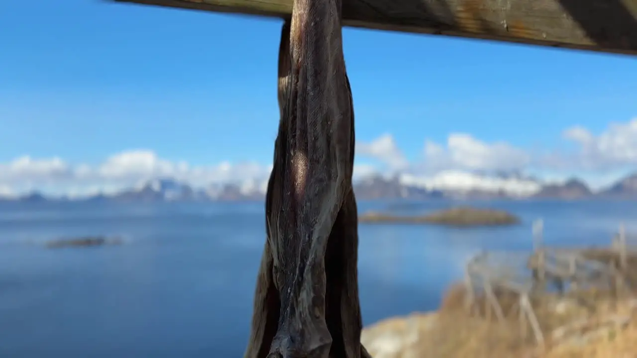 Panning up shot of a traditional Norwegian stockfish drying on a wooden rack outside near the ocean as has been done since the era of the Vikings