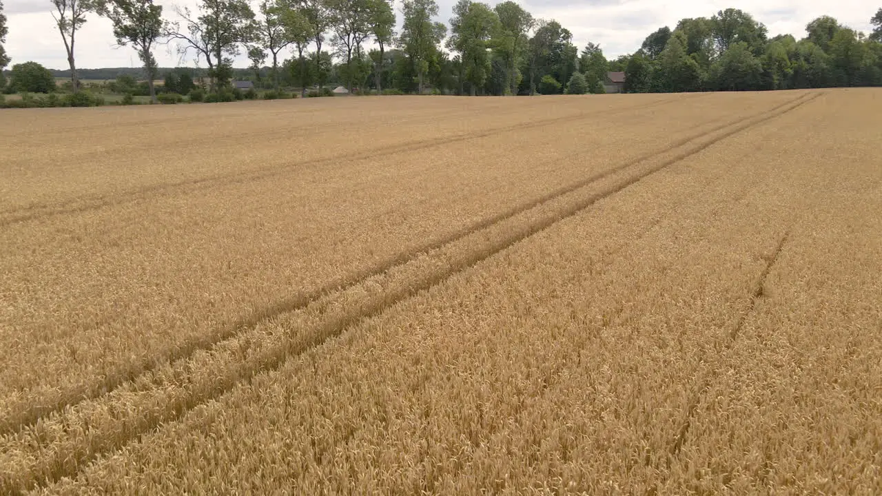 Slow smooth pull out shot over fields of barley crops in northern europe