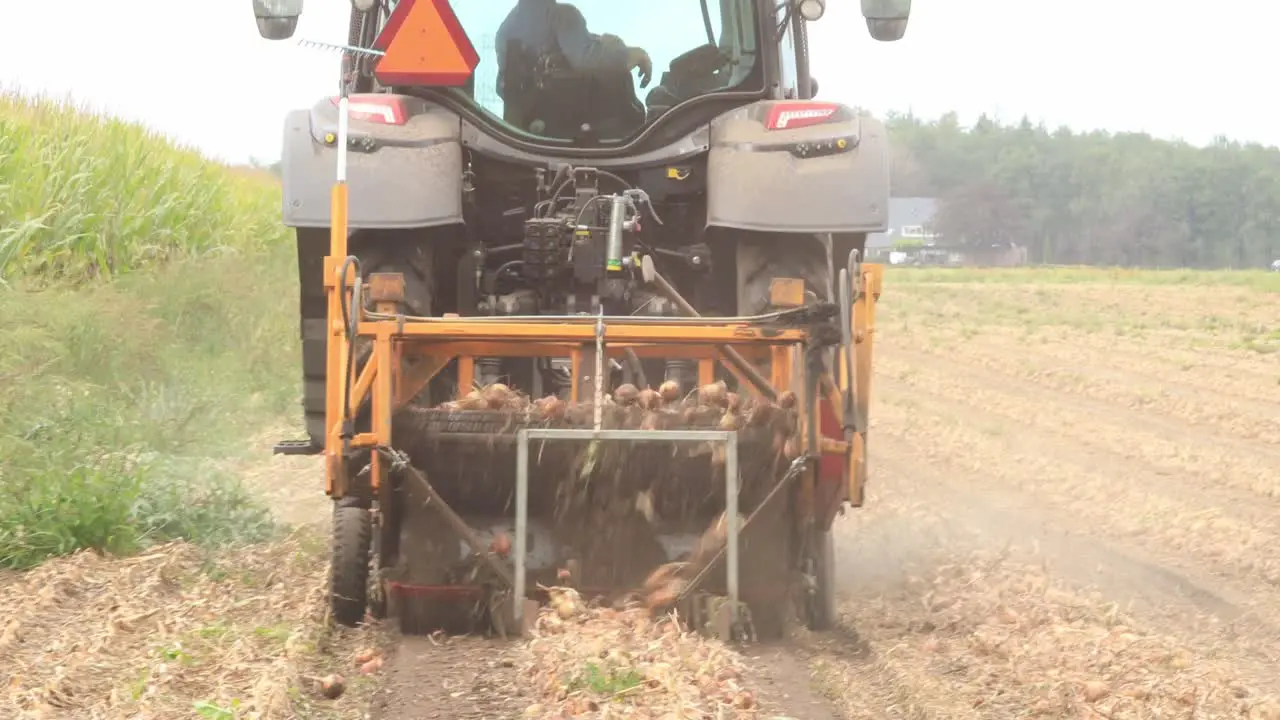 Closeup view of a machine behind a tractor grubbing onions seen from the back separating the crop from the soil ready to be harvested