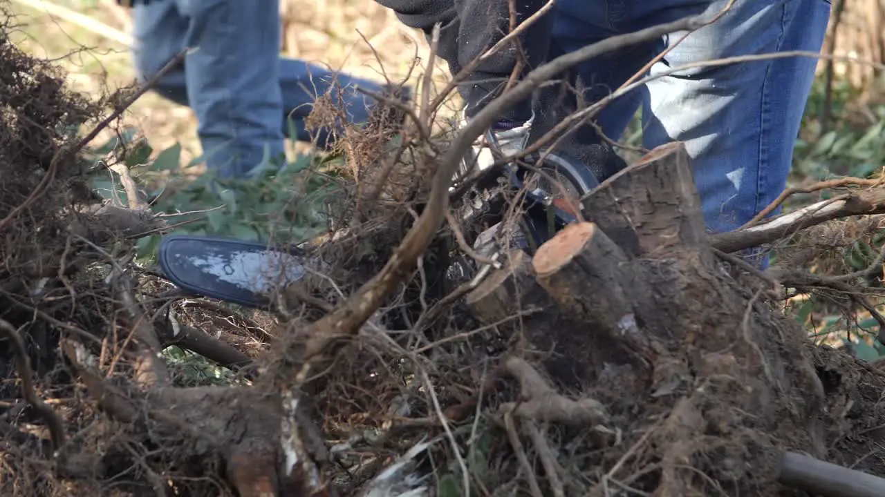 Man cutting with chainsaw a invasive acacia tree on a voluntarie work