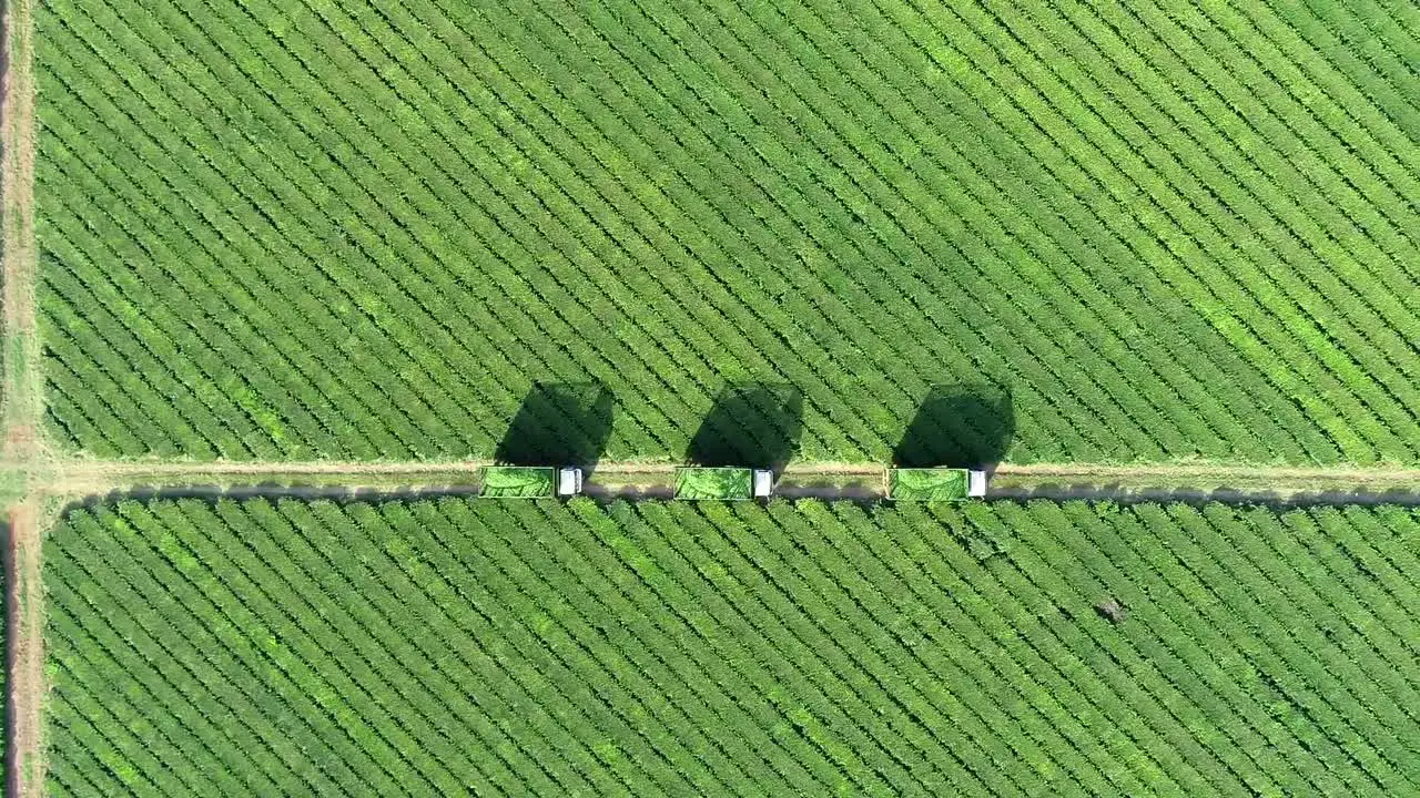 Aerial view of a green tea plantation capturing three lined-up trucks loaded with fresh Camellia sinensis leaves in the midst of the cultivation