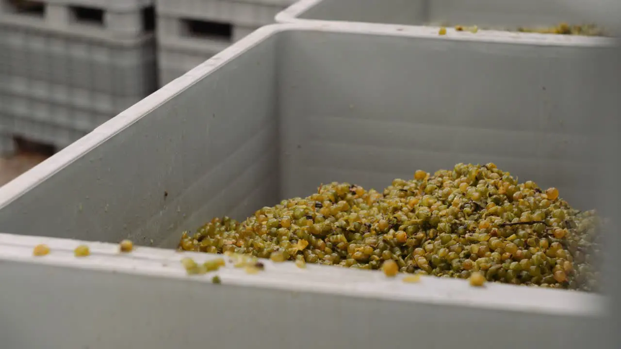 Harvested white wine grapes transferred between plastic bins at cellar