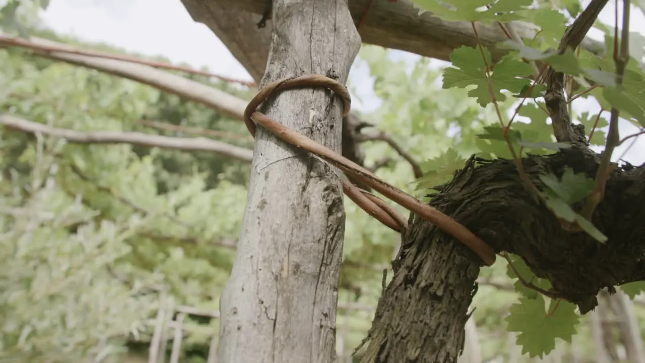 Close up footage of a vine that is used to tie trees to a trellis for wine making