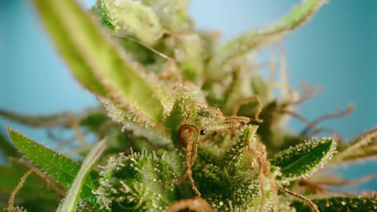 Macro detail of worms feeding on cannabis bud flower