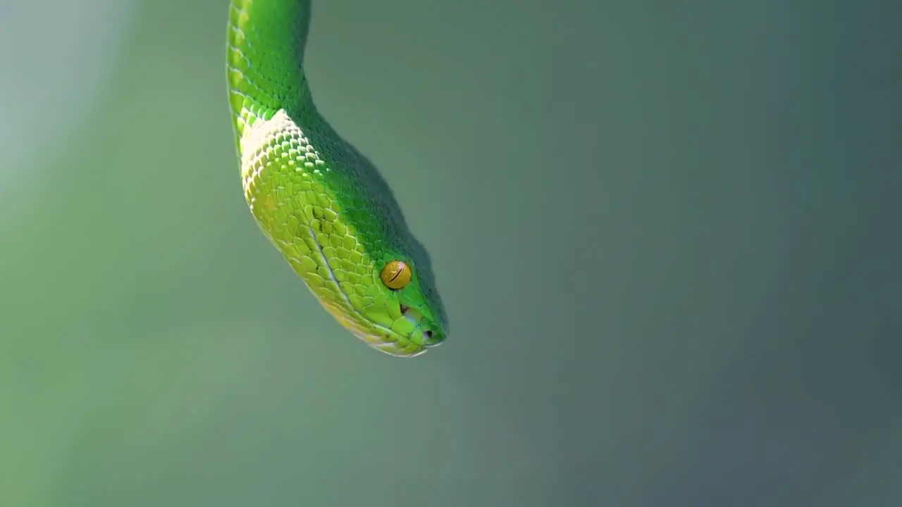 The White-lipped Pit Viper is a venomous pit viper endemic to Southeast Asia and is often found during the night waiting on a branch or limb of a tree near a body of water with plenty of food items