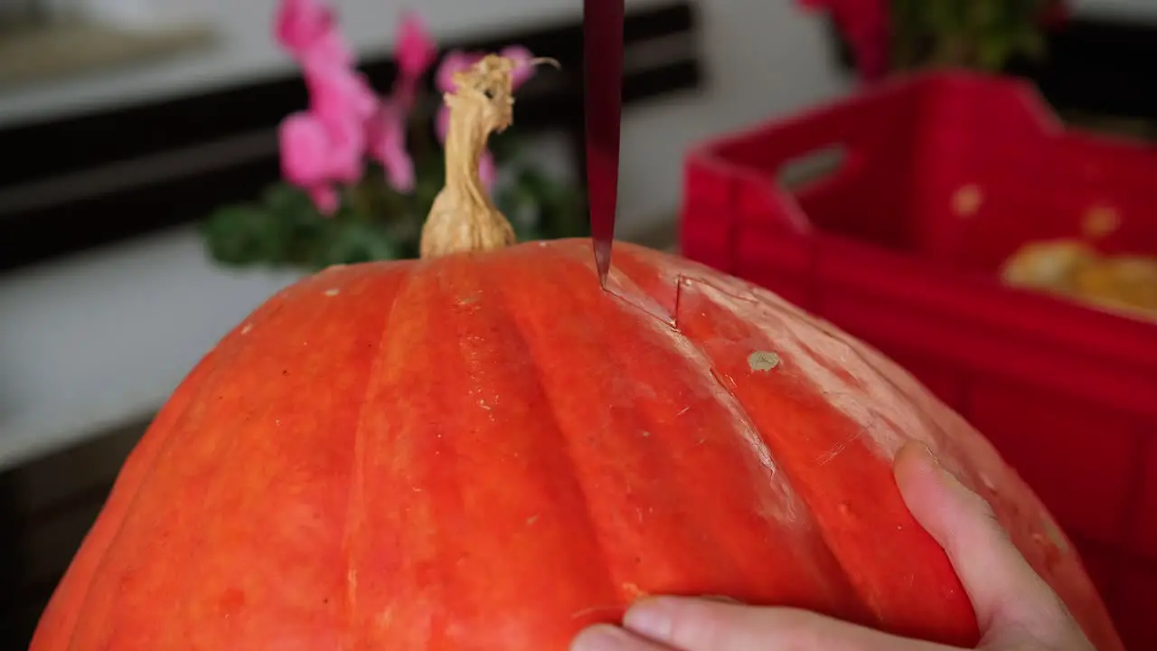 Close-up knife carving huge orange pumpking for Halloween holiday scary party decoration