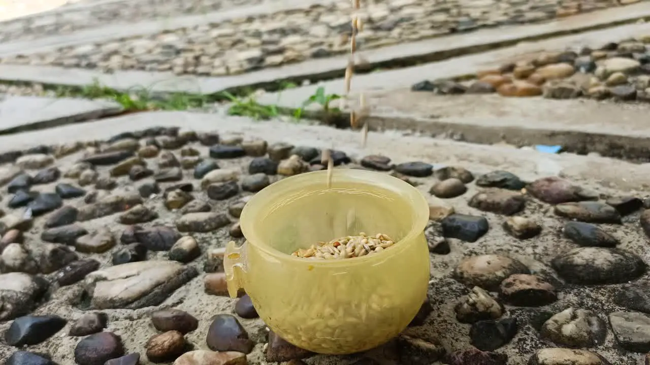 close up pouring bird food into a bowl