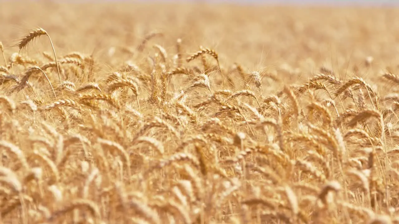 steady shoot of wheat field in Brazil