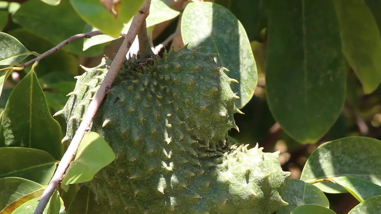 Soursop hanging from a tree on a sunny day