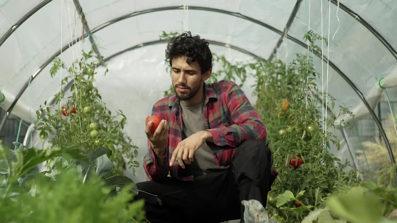 The farmer inspects his tomato crop