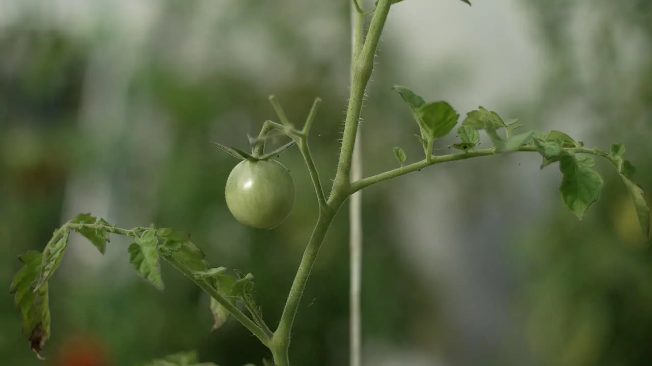 Unripe green tomatoes on the green house