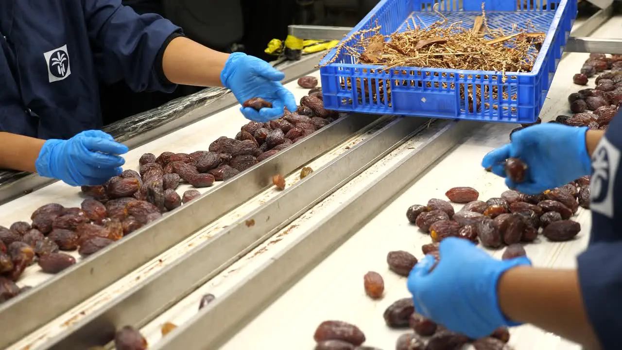 quality assurance workers on Medjool dates production line postharvest sorting