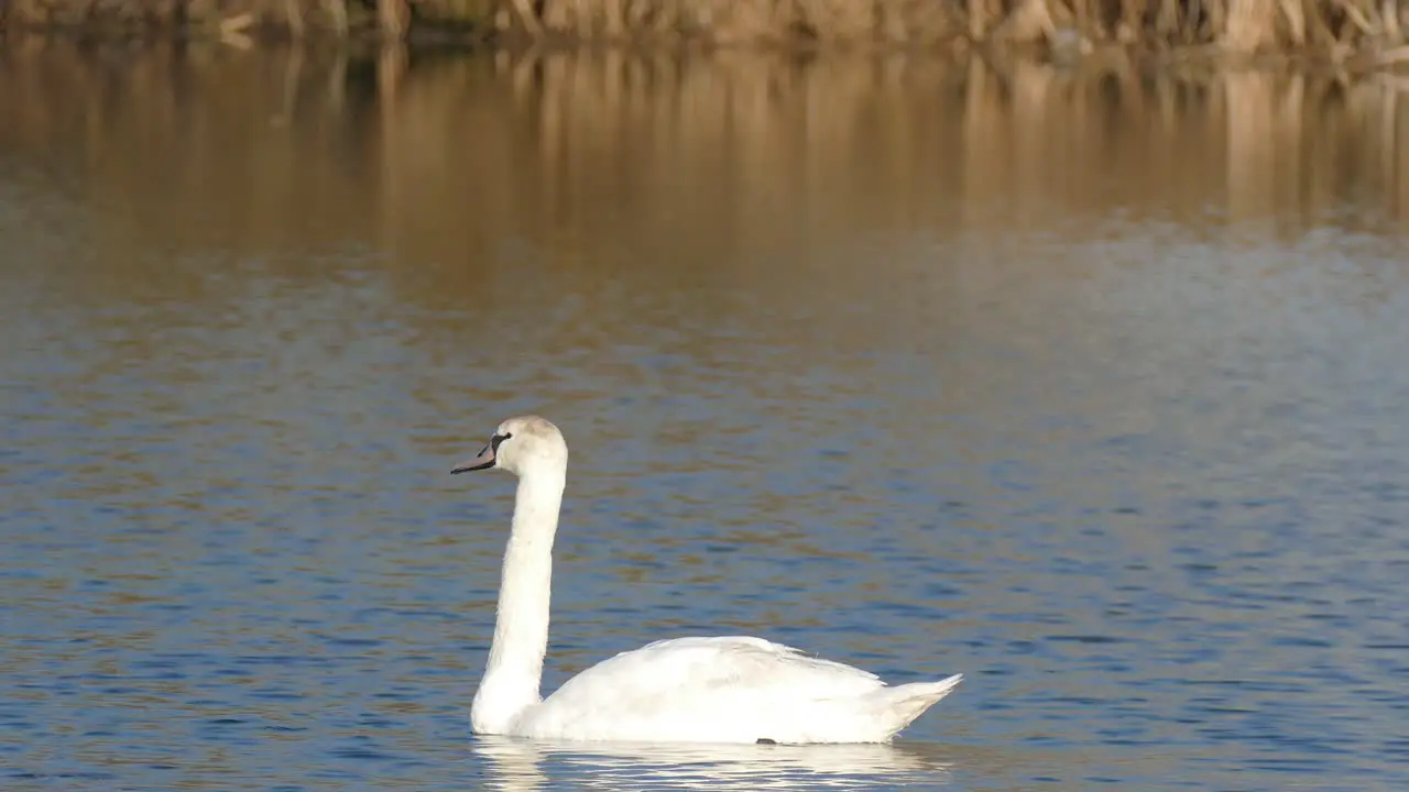 Swans living freely in a lake