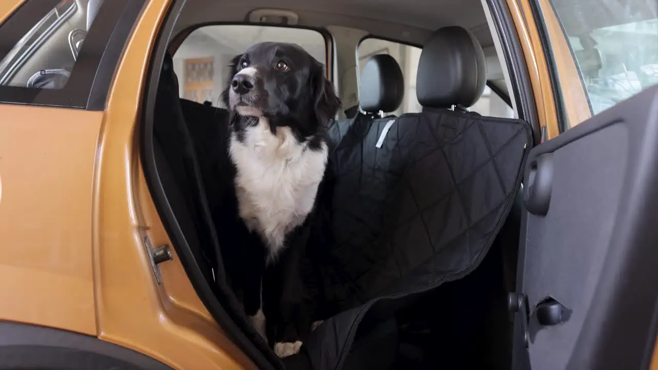 A dog entering a car dog transporter during the summer in Europe