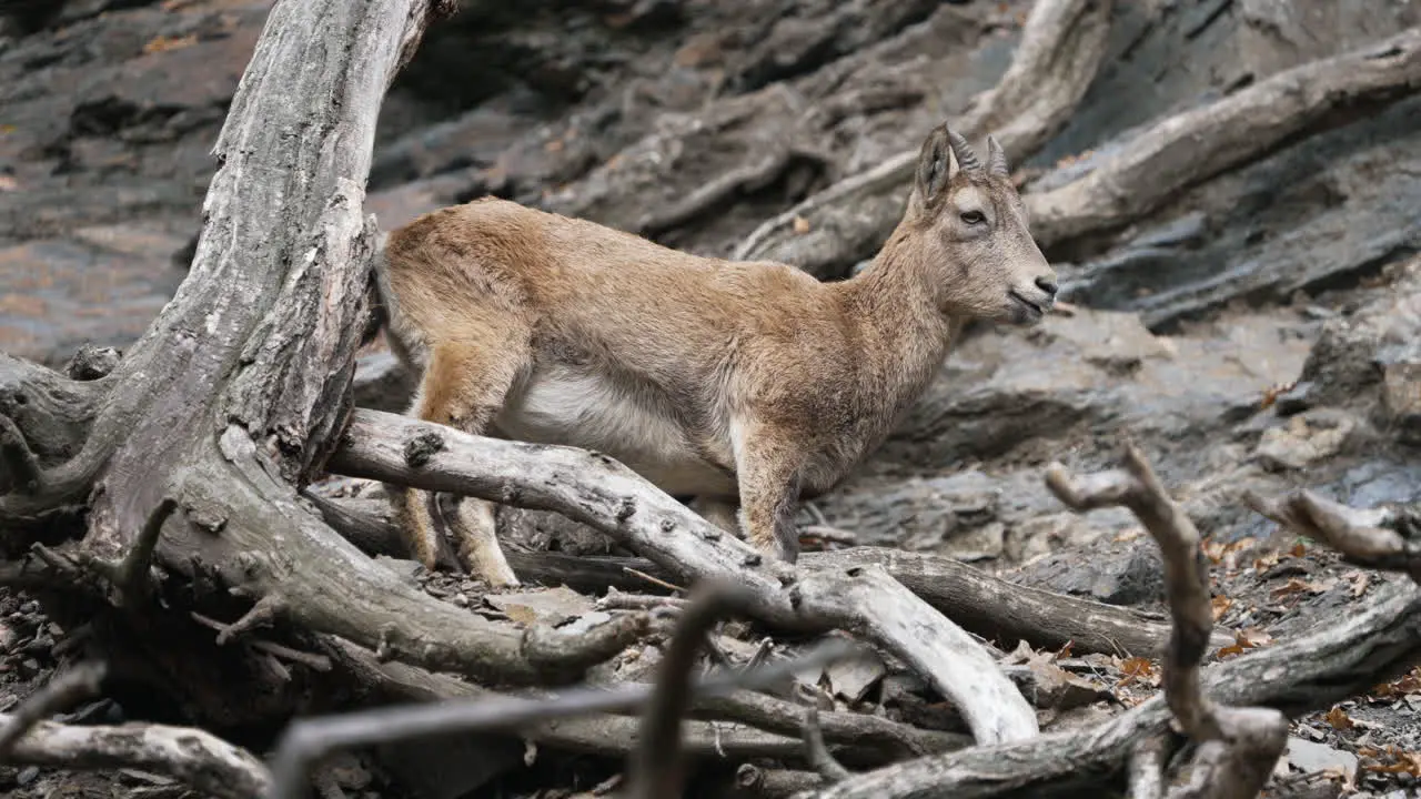 West caucasian tur on the rock eating