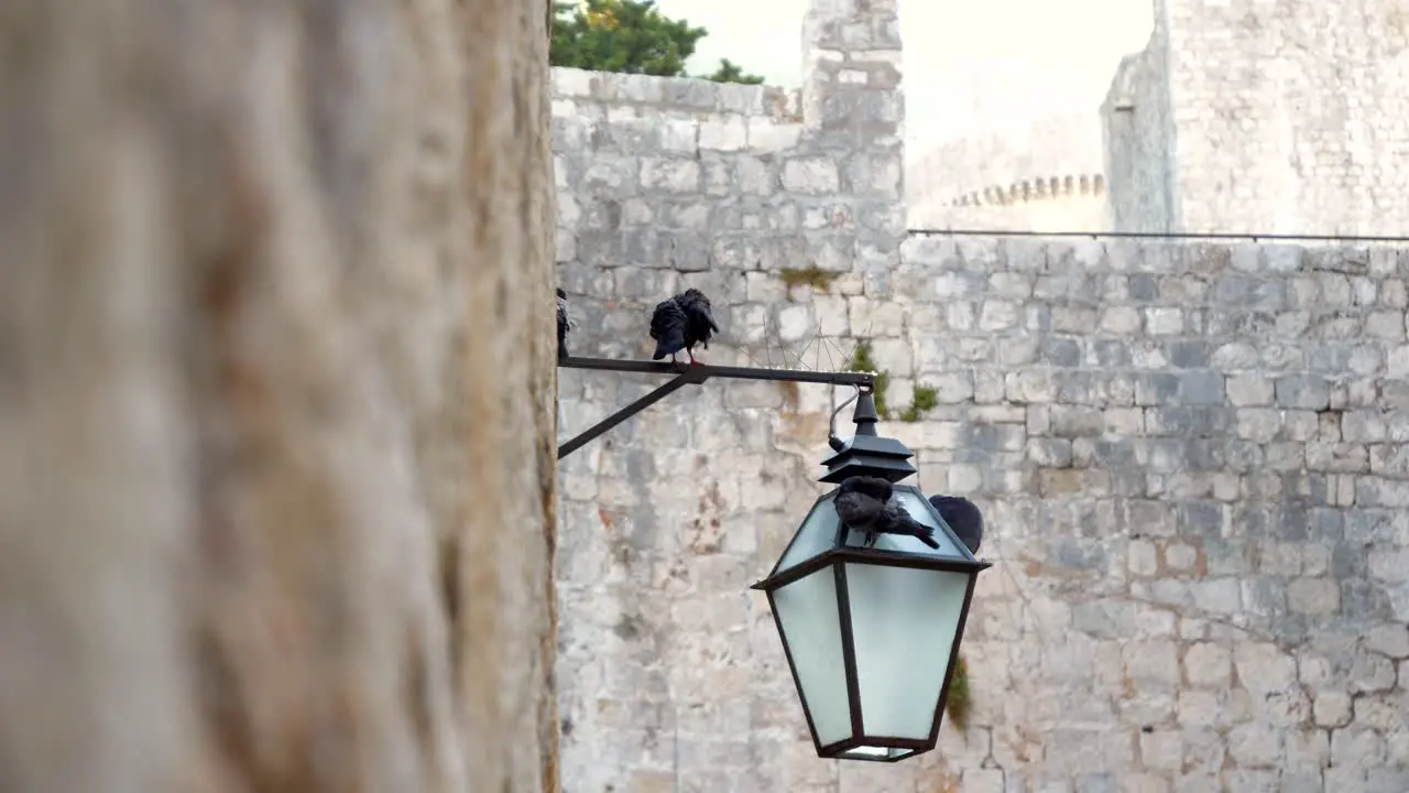 Dubrovnik pigeons sitting on the street lamp in the old city