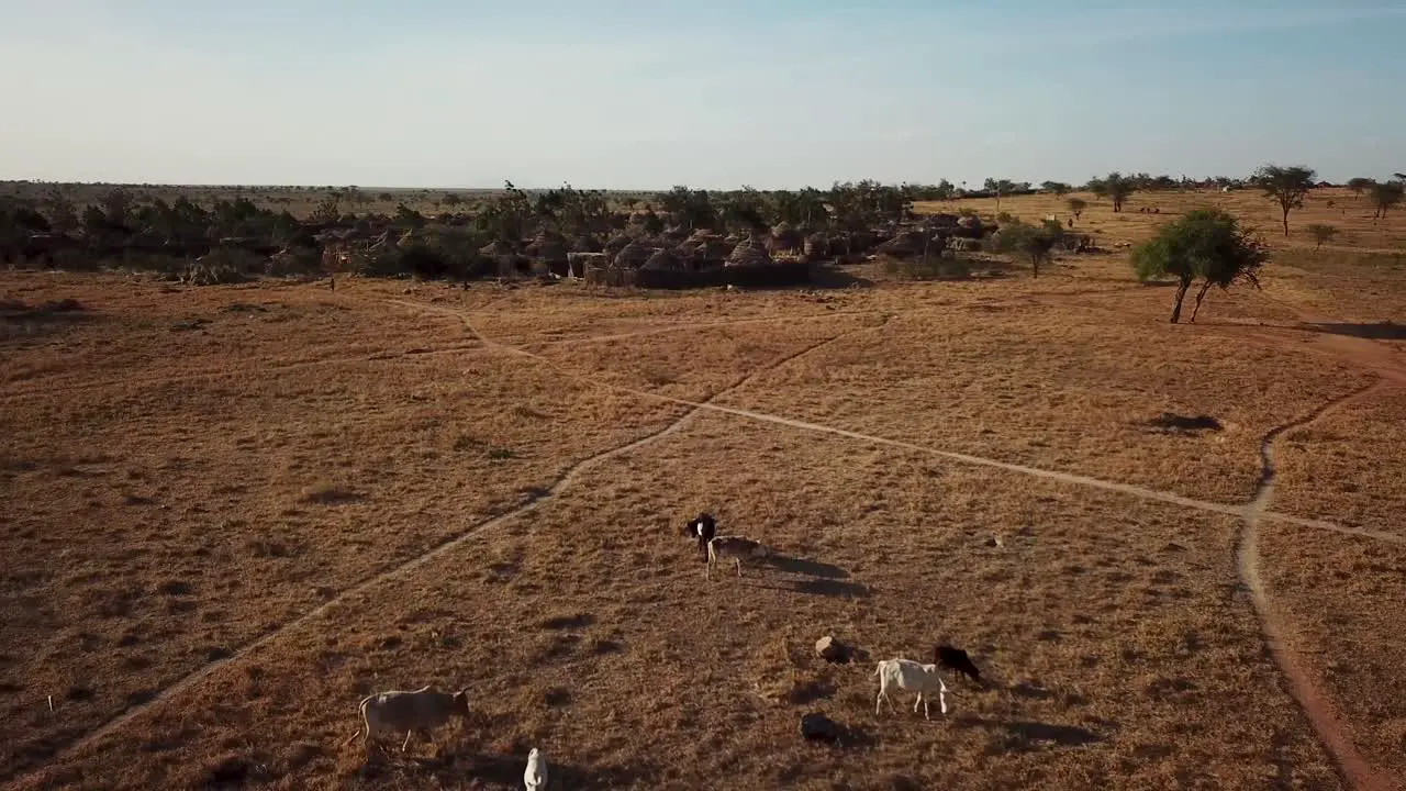 Aerial view of a village of Karamoja also known as Manyatta or Ere on a sunny day and surrounded by animals such as cows in Uganda Africa