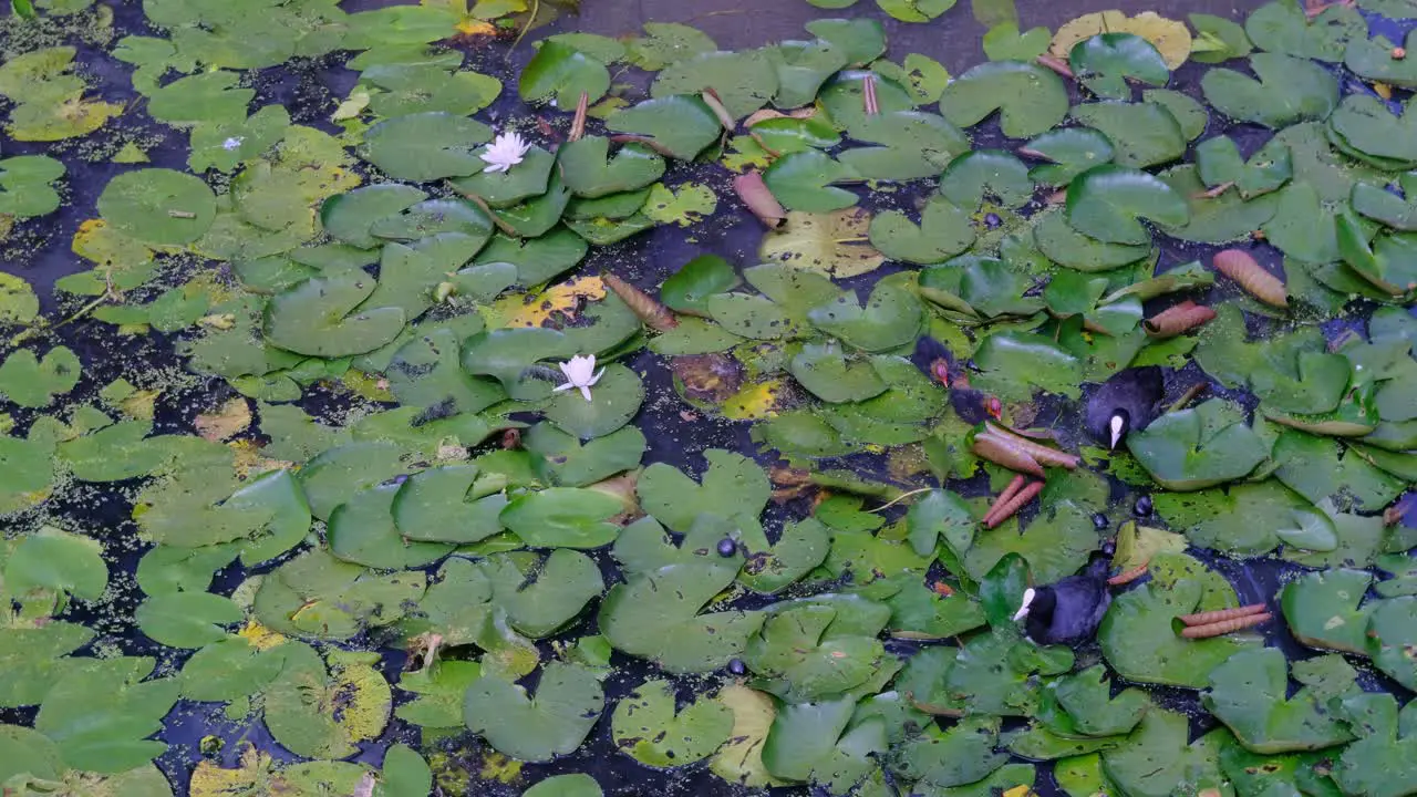 Adult Coot Birds feeding their chicks among water lilies during summer nesting period