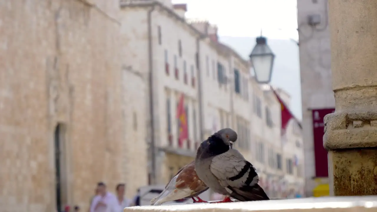 Dubrovnik pigeons sitting by the fountain in the old city