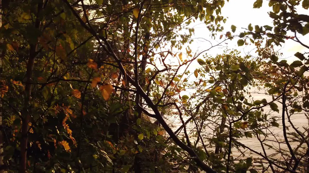 sunset lake superior trees golden hour cinematic