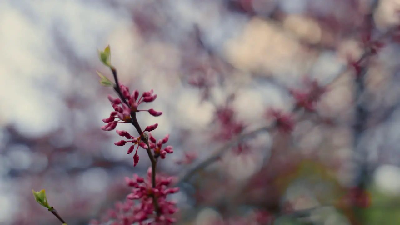 Nahaufnahme Eines Rosa Kirschbaums Der An Warmen Frühlingstagen Blüht Sakura-Blumen Blühen