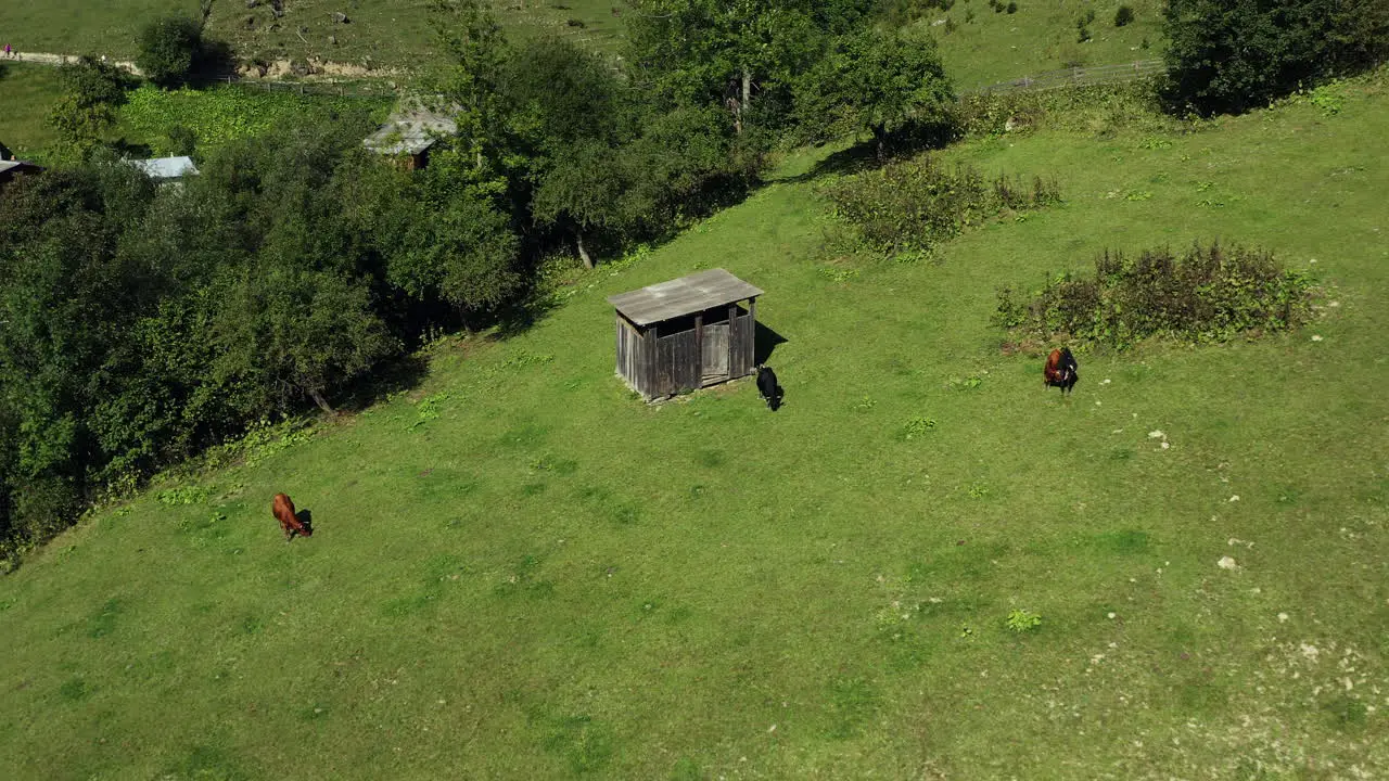 Aerial cows in mountains view eating fresh green grass spring warm rural day