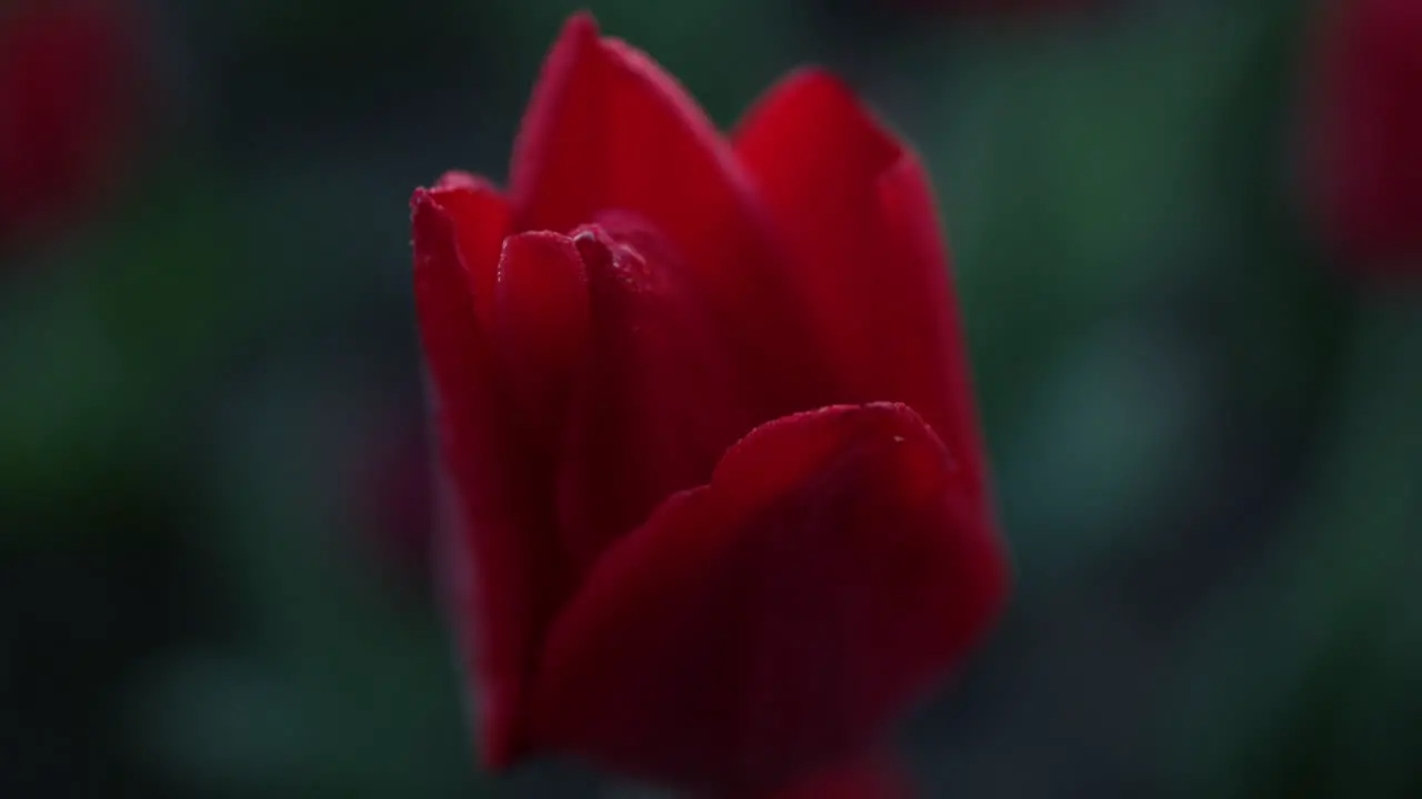 Nahaufnahme Sanfter Blütenblätter Auf Dunkelgrünem Hintergrund Makroaufnahme Einer Tulpenknospe