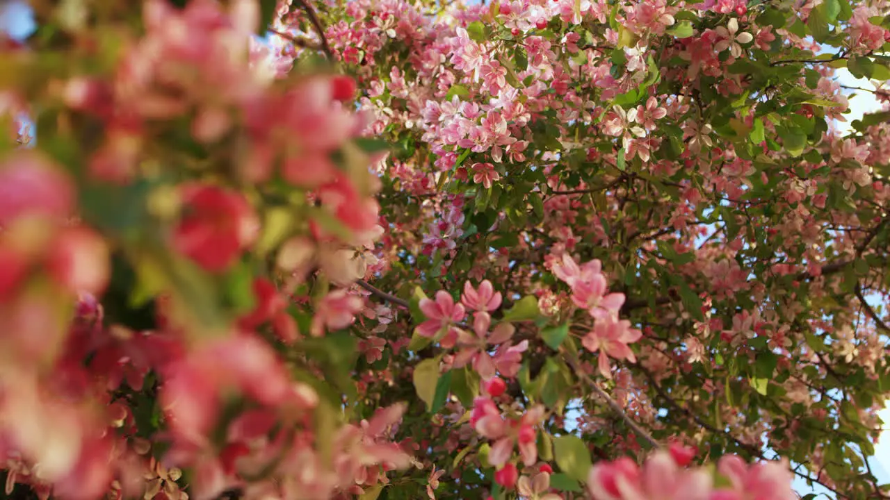 Rosa Sakura Blüht Im Sonnenaufgang Und Strahlt Vor Blauem Himmel