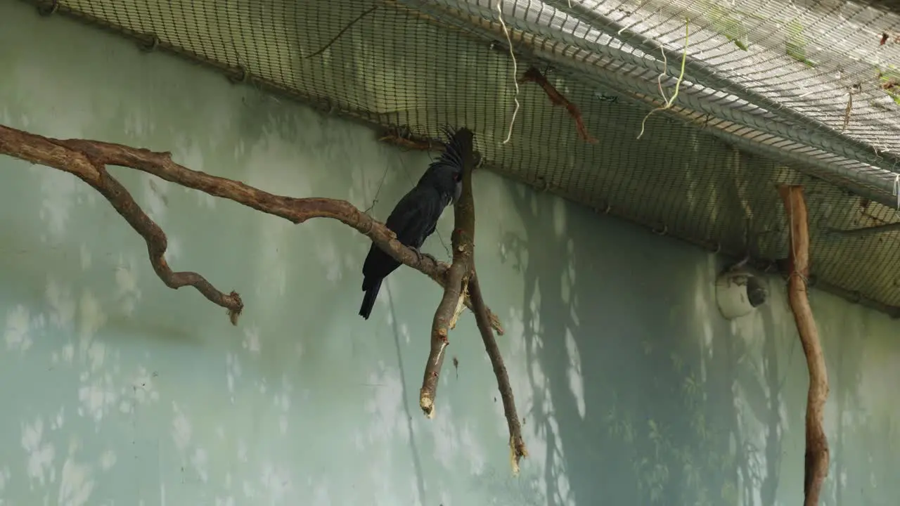 A parrot sitting inside a cage at Prague Zoo Czech Republic