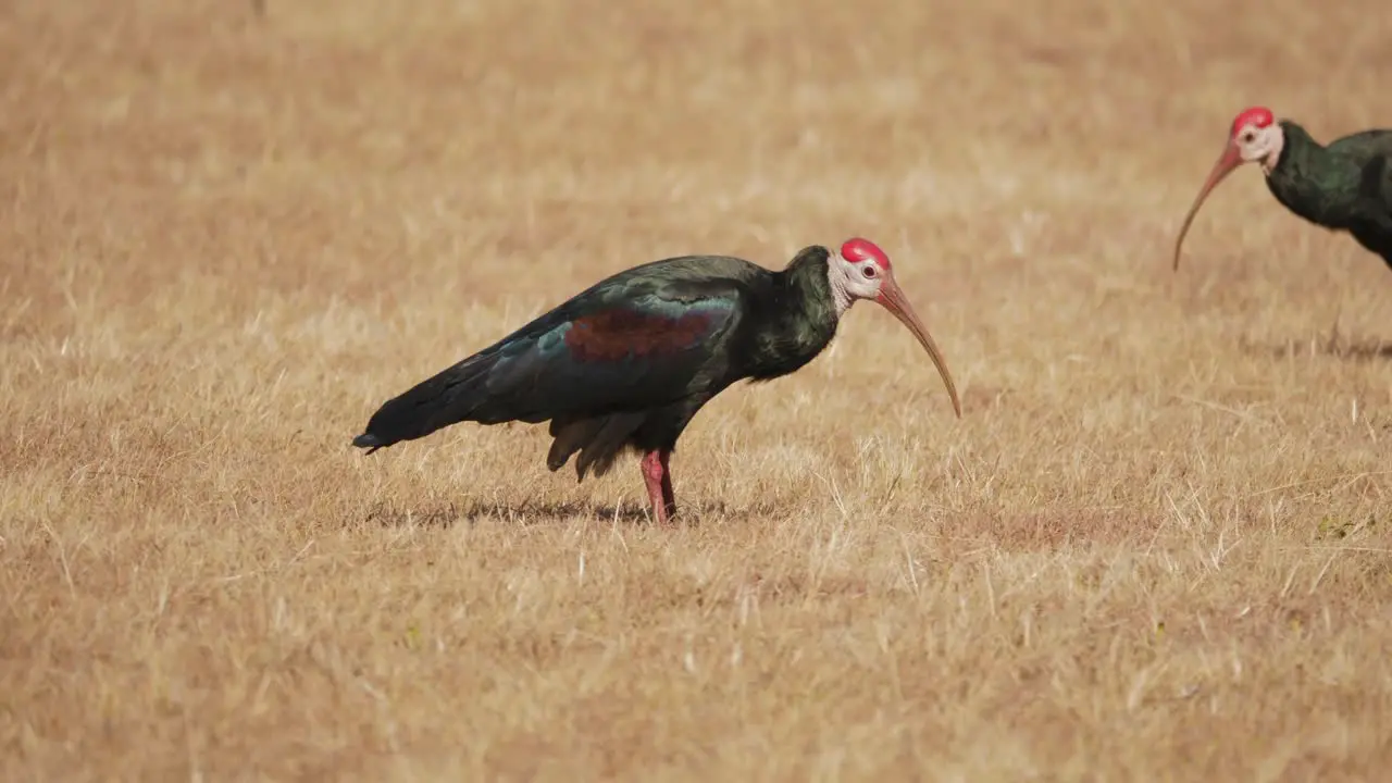 bald ibis digging for food in the dry terrain