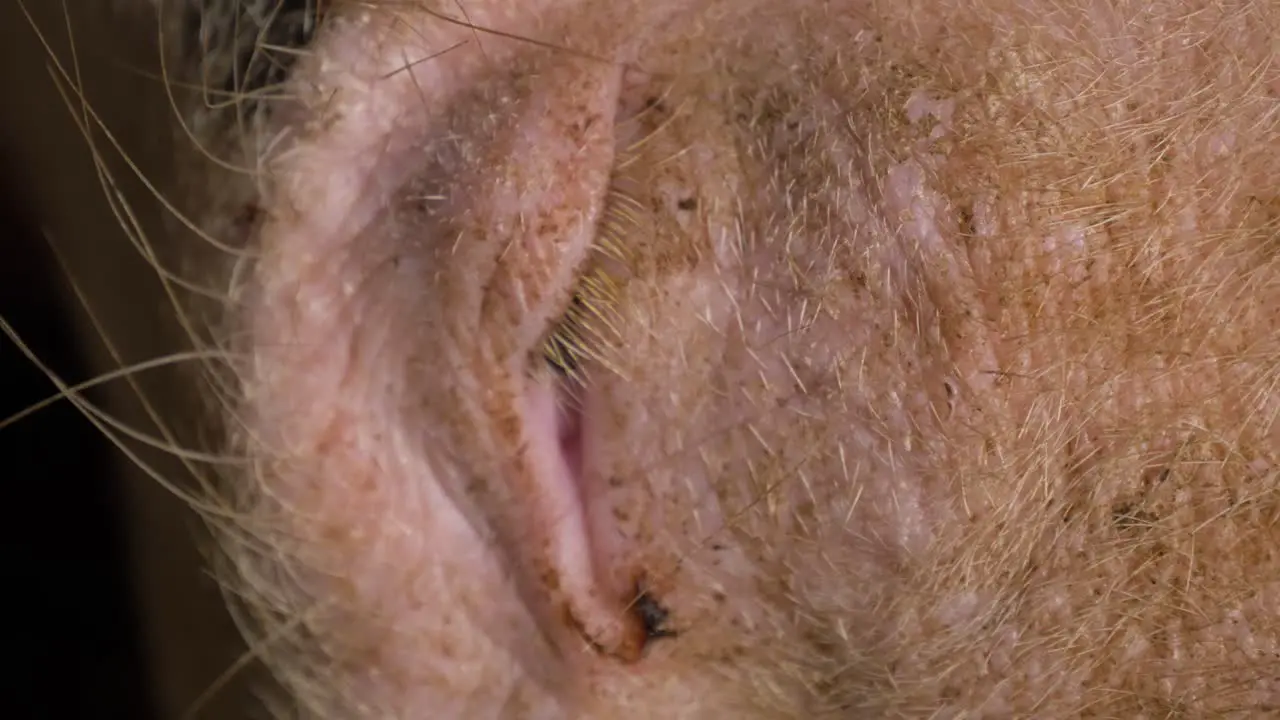 A close up shot of a pigs eye as he drifts in and our of sleep