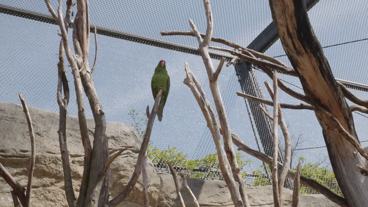 A parrot sits inside a cage at Prague Zoo Czech Republic