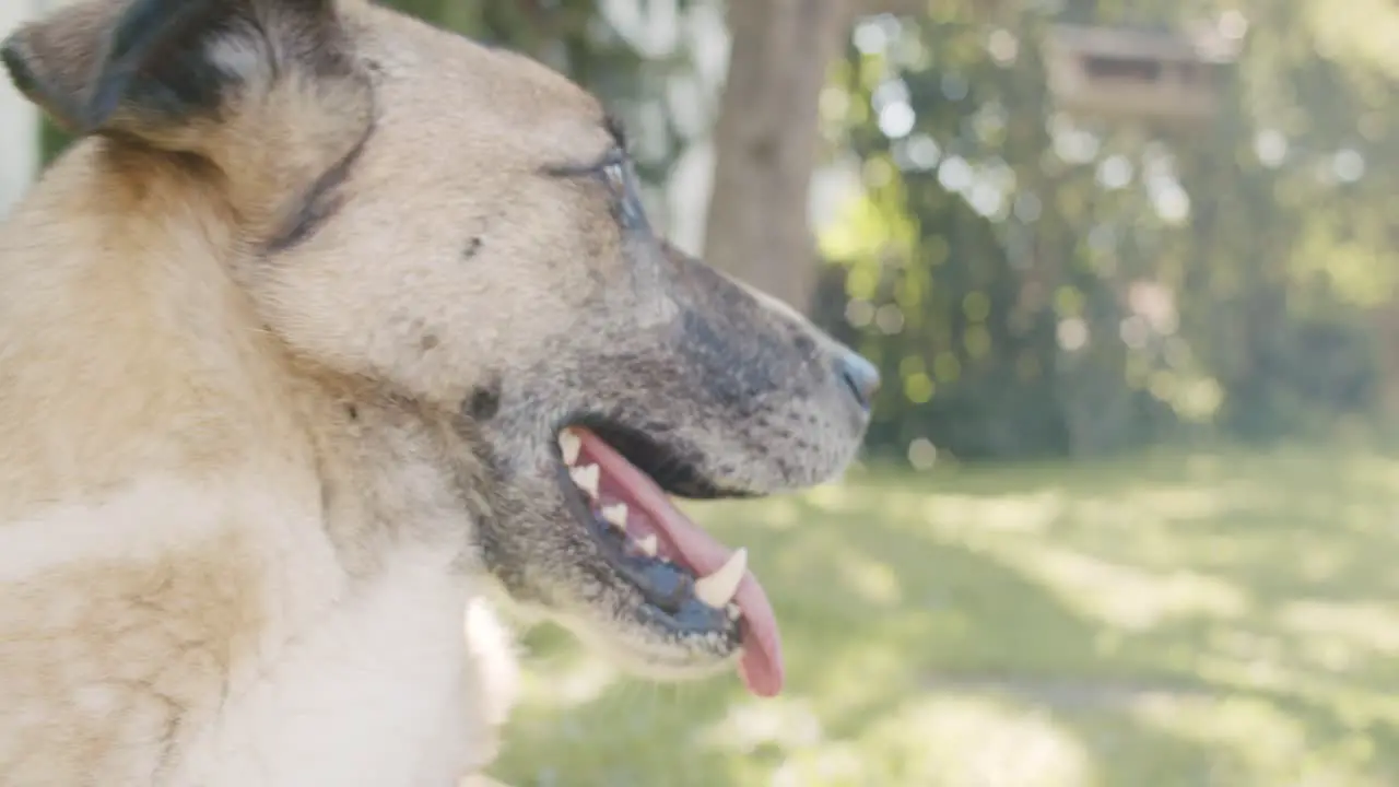 A cross-breed dog looking to the right sight of the frame on a sunny day