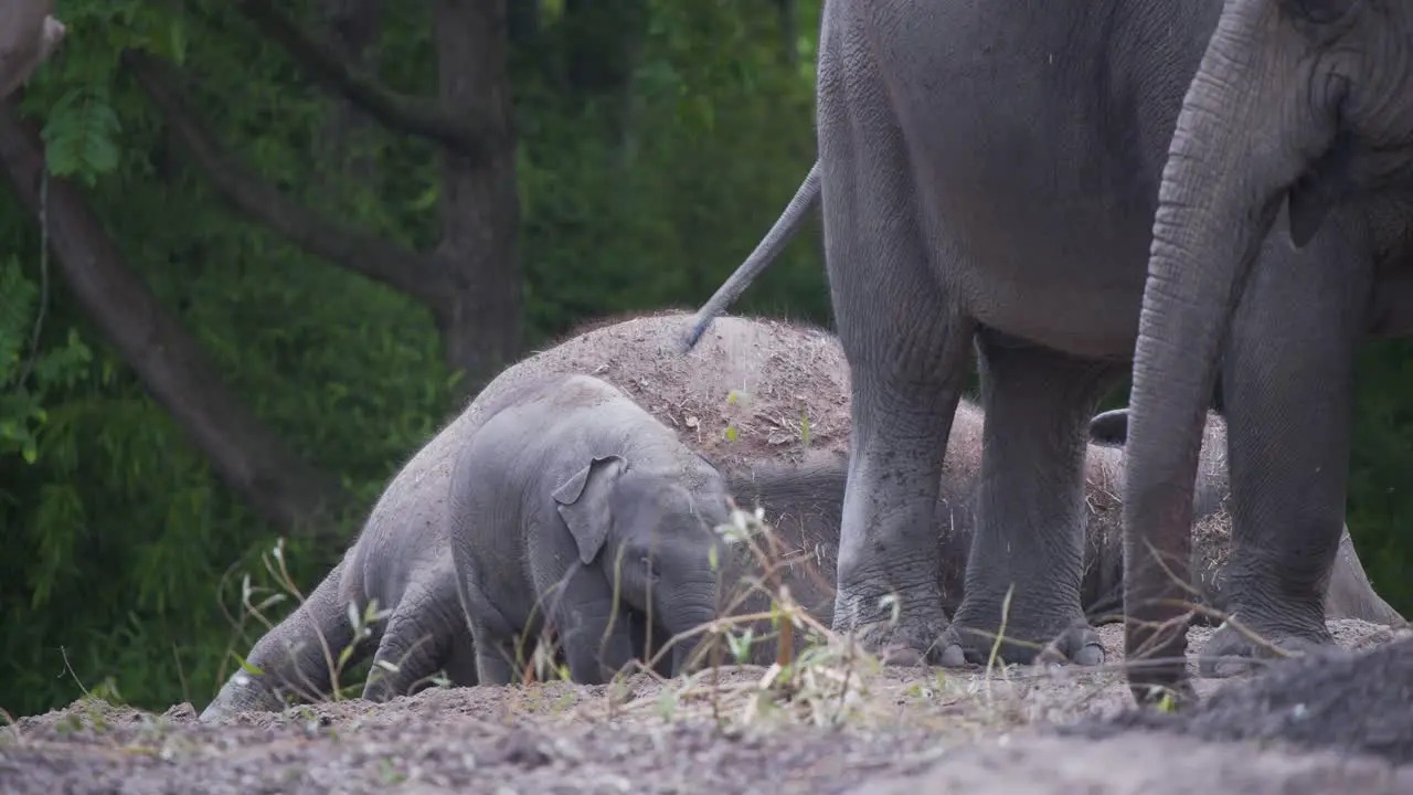 Baby asian elephant grazing with rest of herd next to sleeping mother