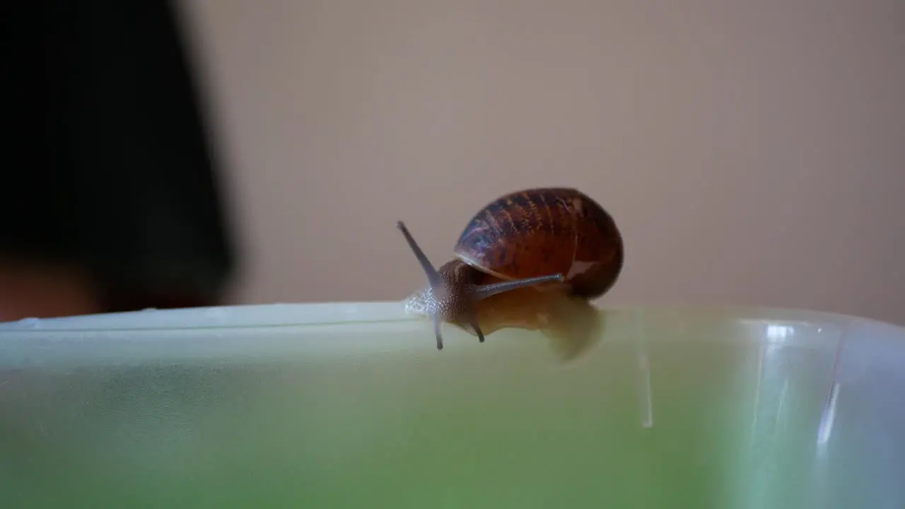 Snail with a broken shell on the edge of a plastic box