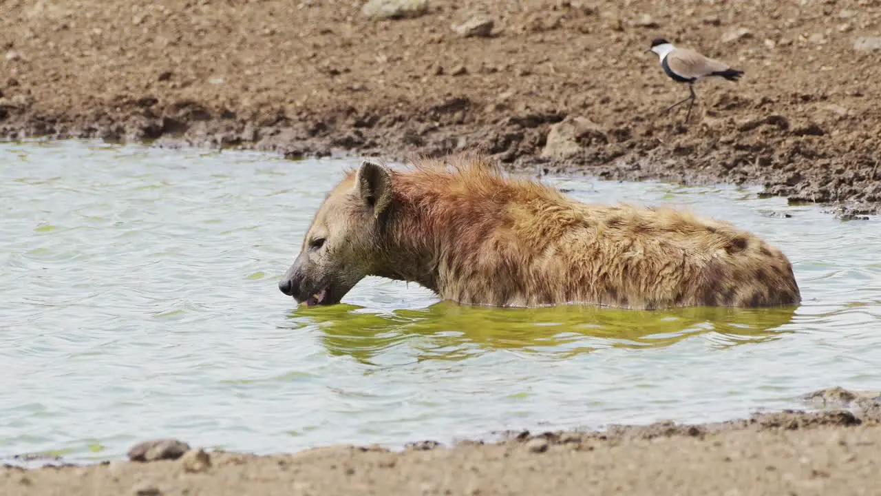 Slow Motion Shot of Hyena bathing in small pond wallowing and cleaning after hunting African Wildlife in Maasai Mara National Reserve Kenya Africa Safari Animals in Masai Mara North Conservancy