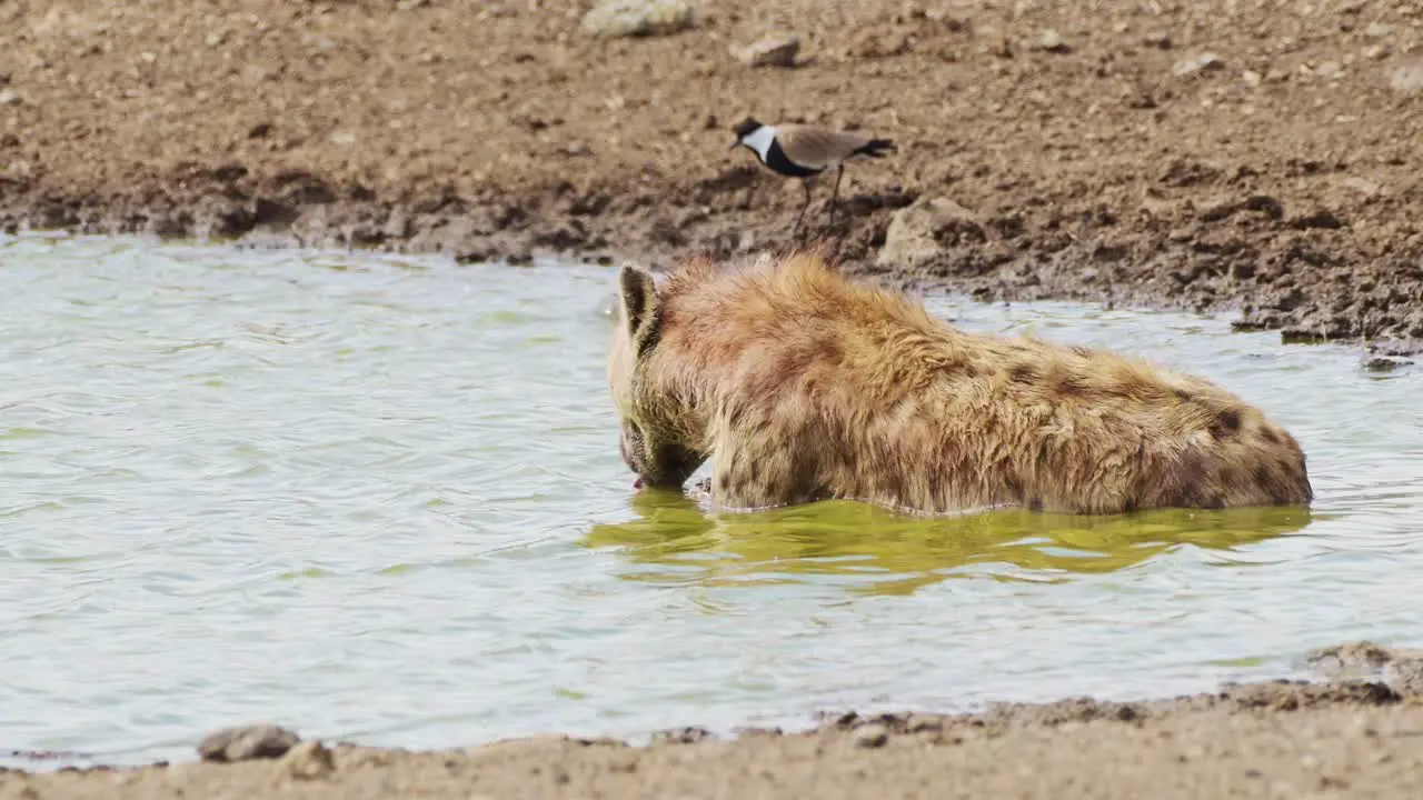 Hyena bathing in small pond wallowing and cleaning after hunting African Wildlife in Maasai Mara National Reserve Kenya Africa Safari Animals in Masai Mara North Conservancy