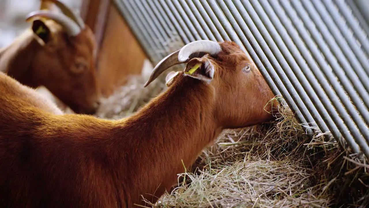 Cute red goat eating hay at a farm