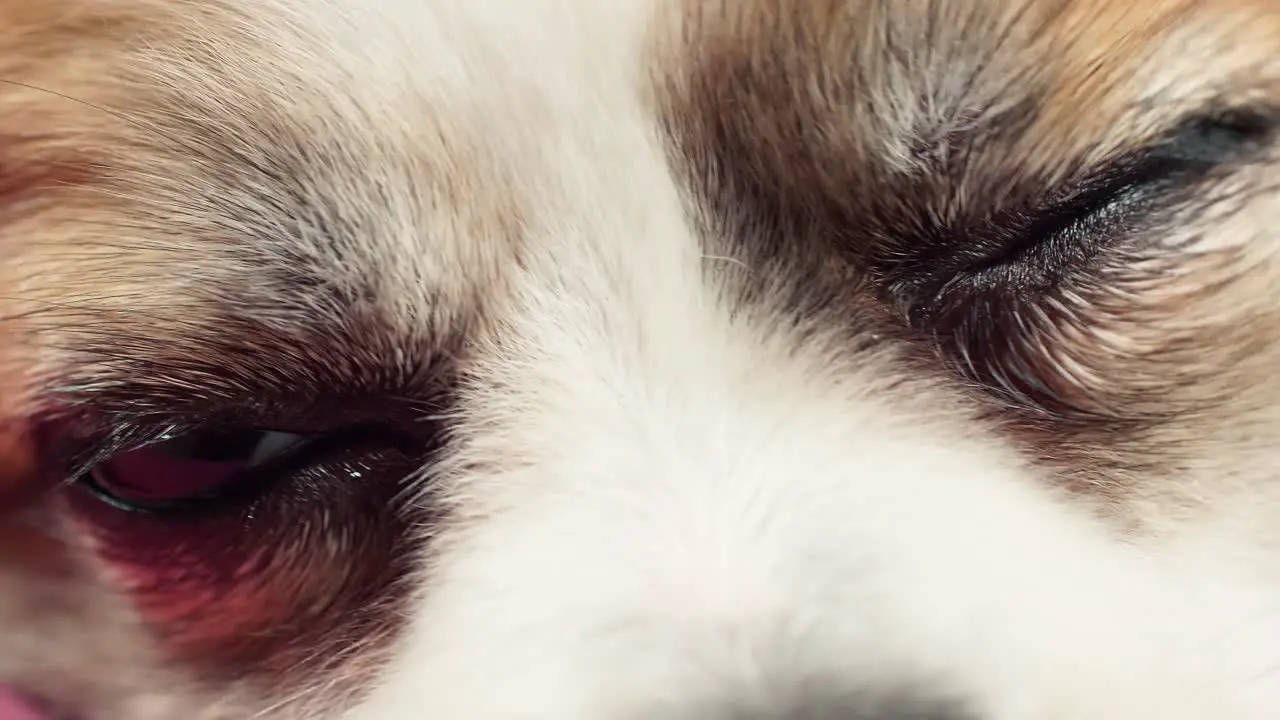 Close-up macro depth of field details of the dog's eyes nose and mouth that blink and waits for the owner