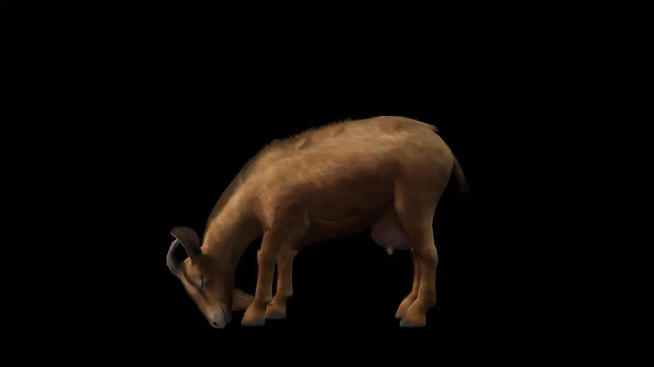 A goat eating on black background with alpha channel included at the end of the video 3D animation side view animated animals seamless loop animation