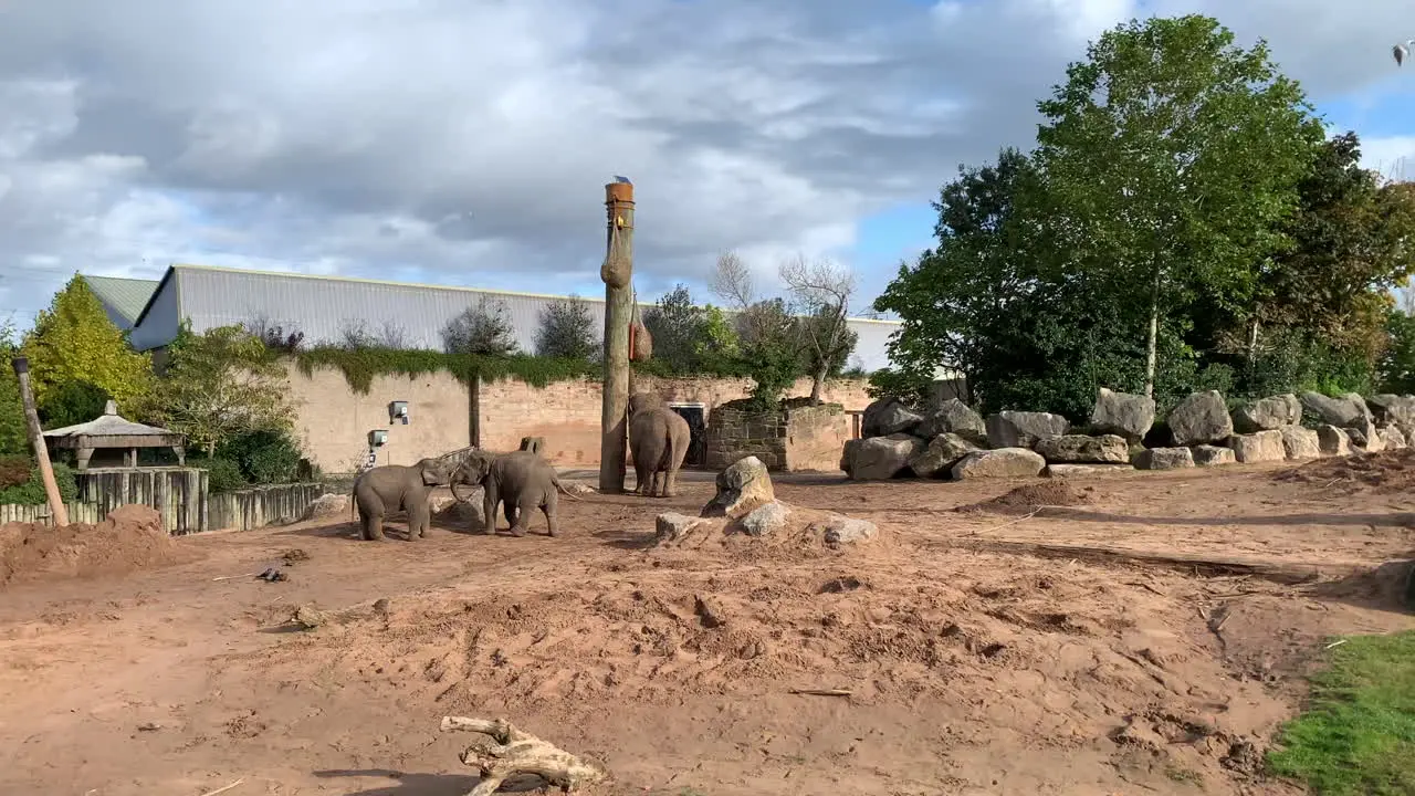 2 baby Elephants play fight in their enclosure at a zoo as mum eats food