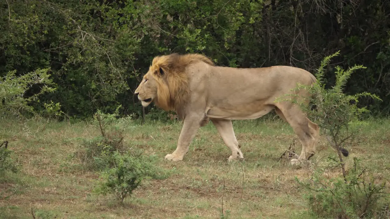 lion with mane walks across grassland and stops to look ahead