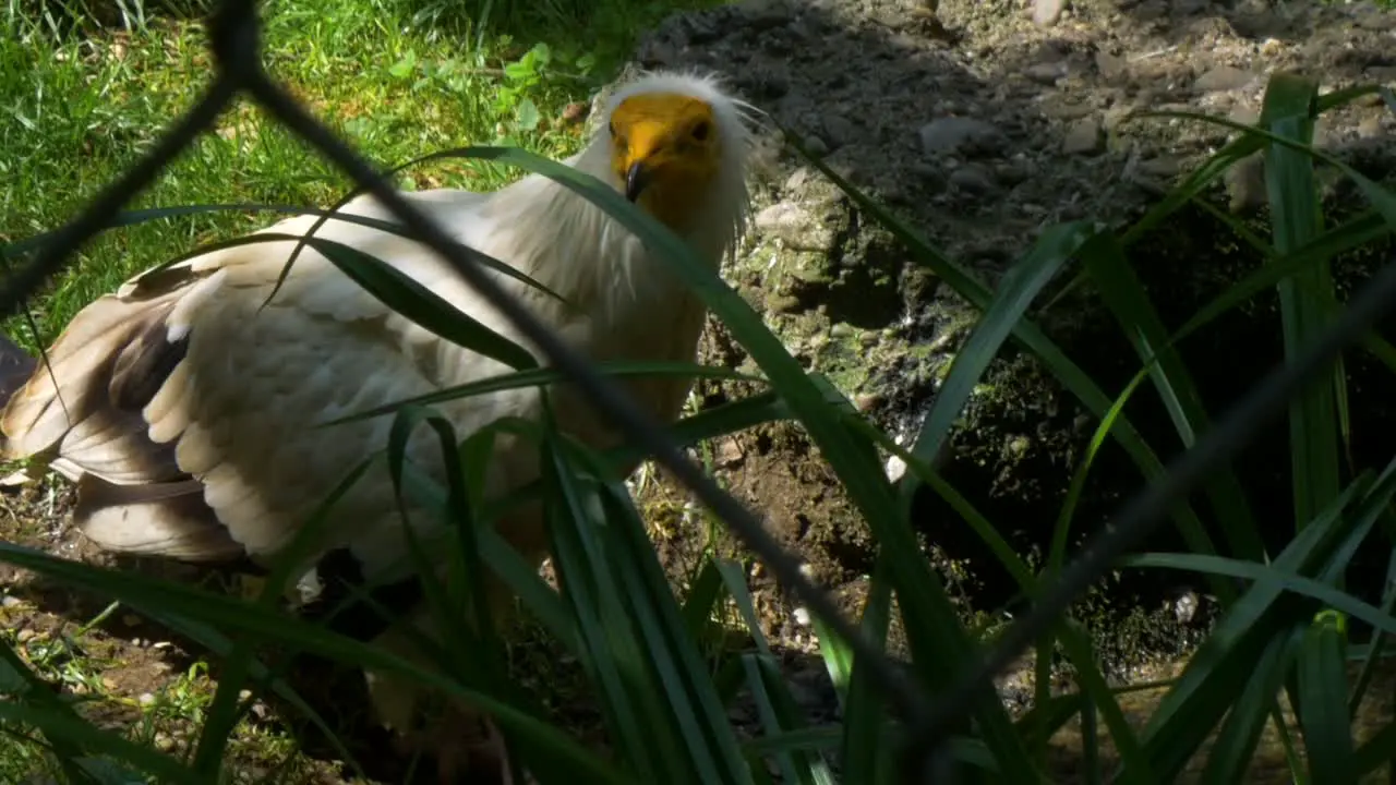 Egyptian vulture drinks and looks around