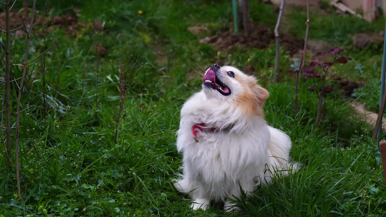 Cute dog looking up and staying alert in garden with green grass background