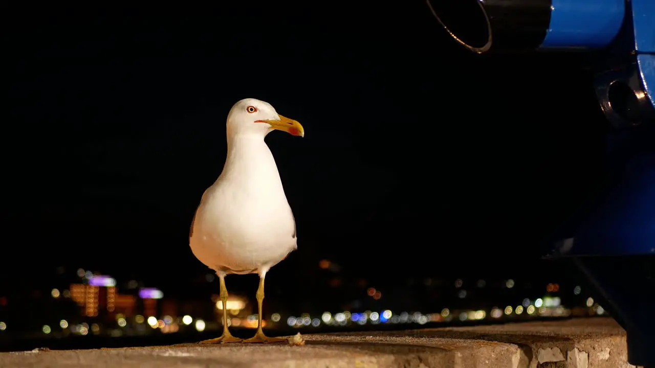 Alert seagull waiting for food on a railing at night