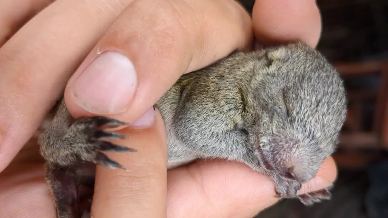 Holding a tiny baby squirrel that lost its parents adorable and cute animal