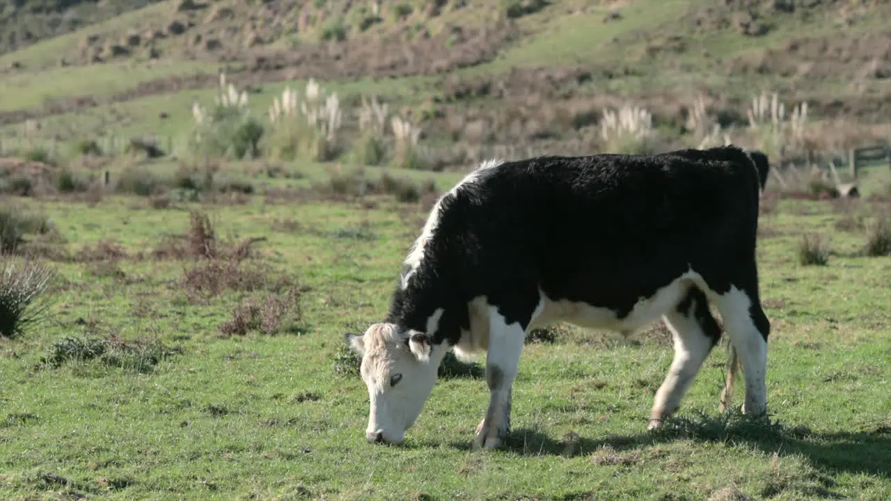 cow grazing in the open meadow